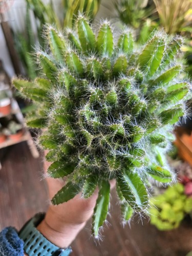 Hylocereus undatus dragon - hylocereus,