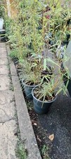 Chinese Bamboos With