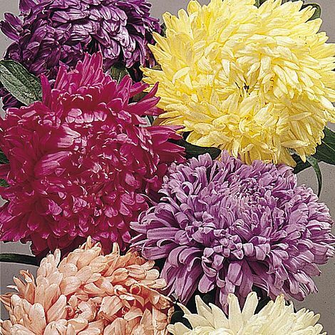 Thompson morgan aster - &,