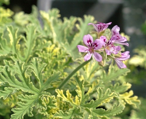 Pelargonium lady plymouth - lady,