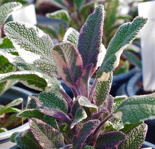 Tricolour sage plants - tricolour,