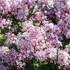 Lilac Syringa Miss Kim 1