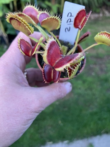 Venus fly trap - fly, dionaea