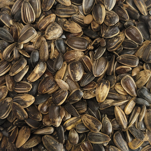 Striped sunflower seeds - striped, bird