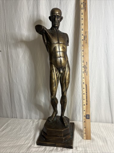 Anatomical study flayed male - study,