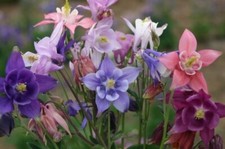 Aquilegia Tall Mix, organic