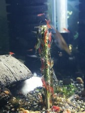 Shrimp Sticks, Shrimp food