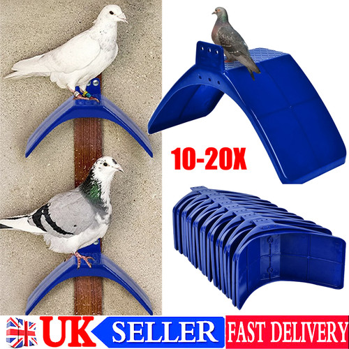 Pieces pigeon racing - pieces, v