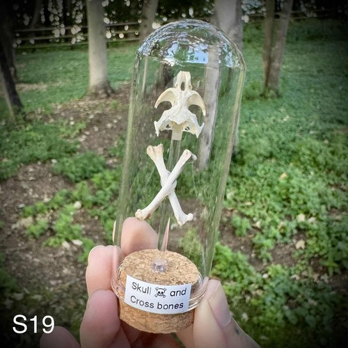 Skull and crossbones - crossbones, pigeon