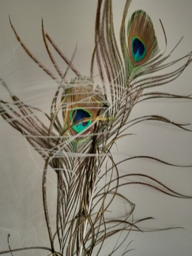 Real peacock