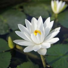 White water lily nymphaea - white,