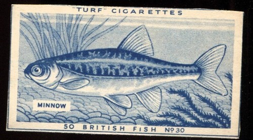 Tobacco card carreras turf - tobacco, card,