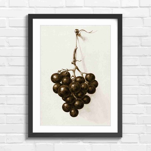 Vintage purple grapes - vintage,