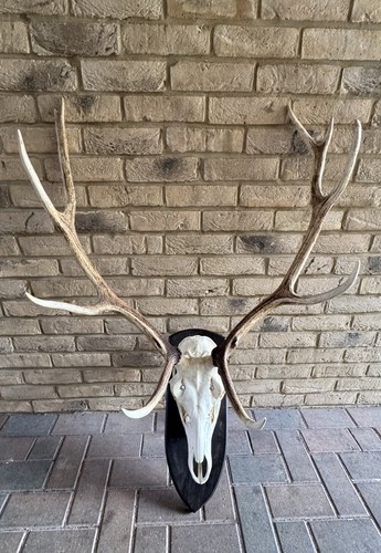 Stag deer antlers skull - deer,