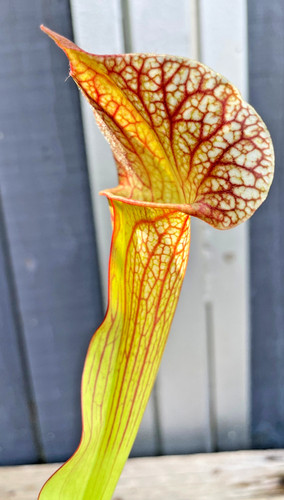 Sarracenia skywatcher - sarracenia, 'skywatcher'