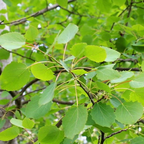 Aspen - (populus, tremula)