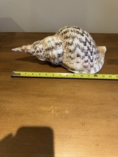 Extra Large Triton Seashell