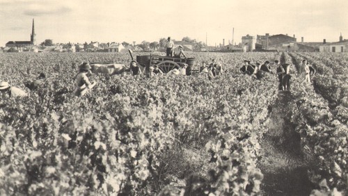 Bordeaux wine vendanges - bordeaux, dans