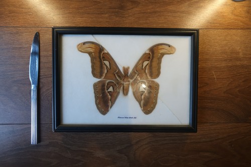 Moth taxidermy framed - moth, attacus