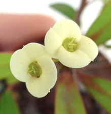 Euphorbia milii YELLOW CREAM