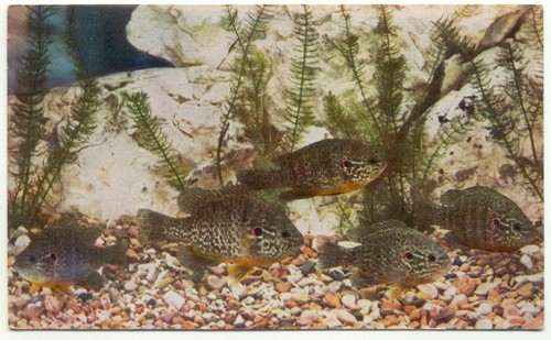 John shedd aquarium - john,