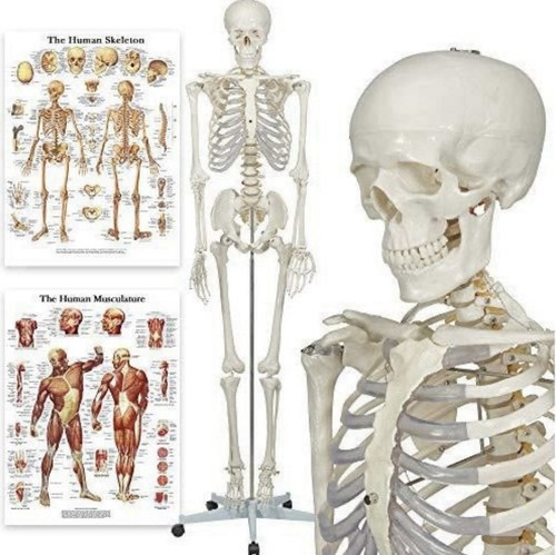 Buddy the budget skeleton - the,