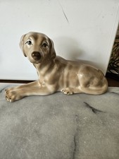 Szeiler Labrador Retriever Dog