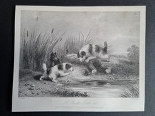 Antique 1856 print dogs - antique,