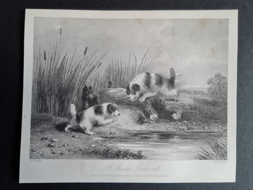 Antique 1856 print dogs - antique,