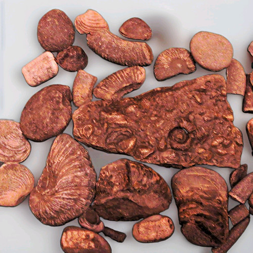 Unpolished natural ammonite - natural,