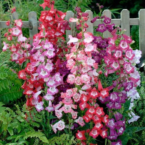 Penstemon esprit mixed sow - penstemon,