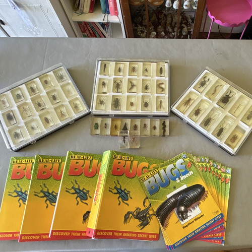 Real life bugs insects - real-life,
