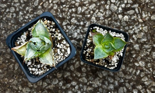 Agave potatorum ouhi raijin - agave, ‘ouhi-raijin