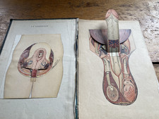 Antique Medical Illustration Pop-up Genitalia Original 1920 ?