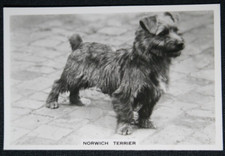 NORWICH TERRIER   Vintage 1939