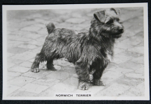 Norwich terrier vintage 1939 - terrier,