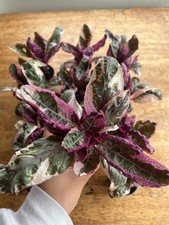 Red ivy waffle plant - waffle,