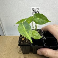 X2 Alocasia Frydek Aurea GOG