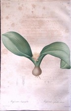 Massonia Angustifolia-Les