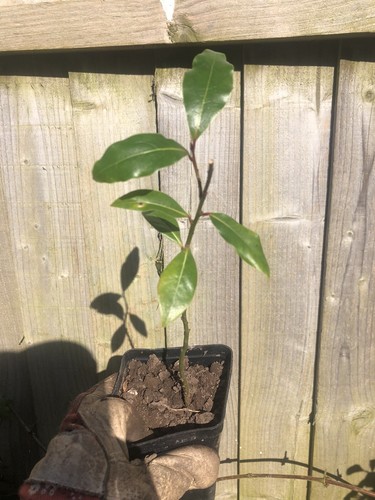 Laurus nobilis aromatic - laurus,