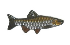 Chub Freshwater Fish Angling
