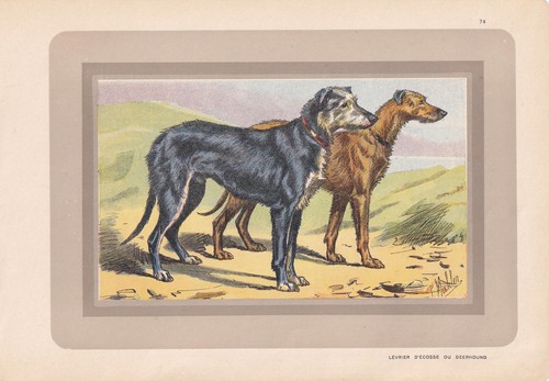 1931 deerhound print antique - 1931,