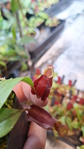 Nepenthes x - x,