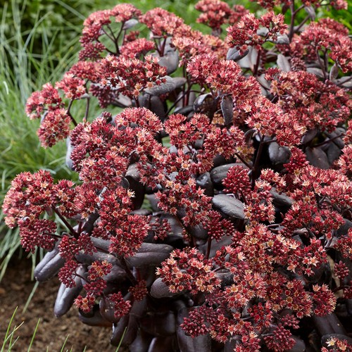 Sedum touchdown teak - teak,