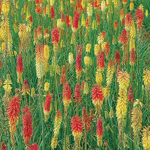 Kniphofia flamenco medium - kniphofia,