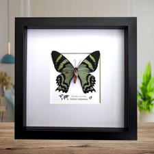 Alcides orontes, the