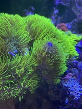 🔆🟩ULTRA NEON Green Star Polyp GSP Soft Coral Beginner Grass not SPS LPS 🟩🔆