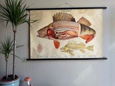 Vintage Swedish school chart