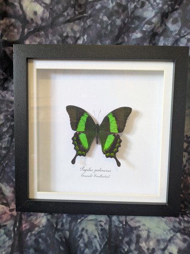 Emerald swallowtail butterfly - emerald,