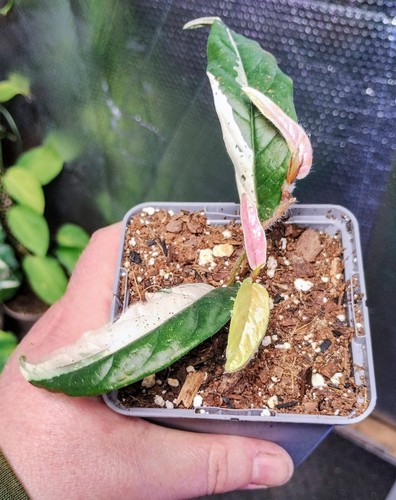 Ficus sagittata variegated - sagittata, variegated/